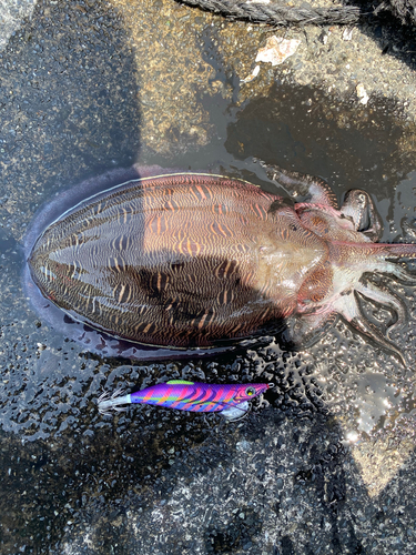 モンゴウイカの釣果