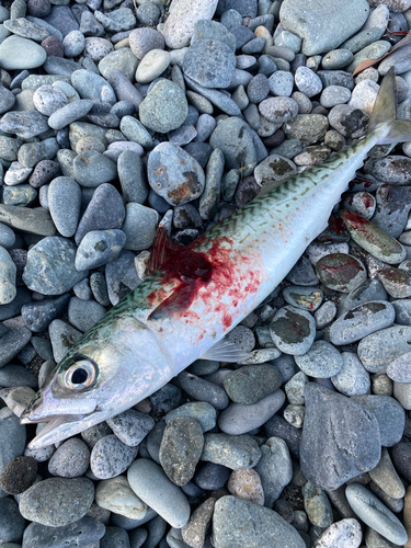 サバの釣果