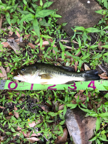 ブラックバスの釣果