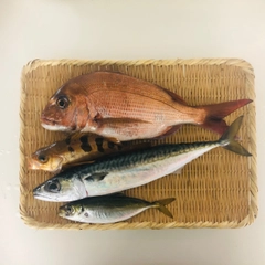 マダイの釣果