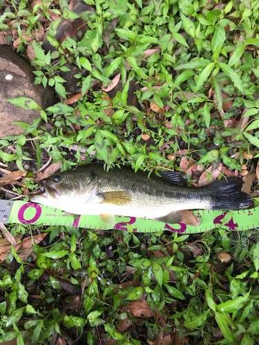 ブラックバスの釣果