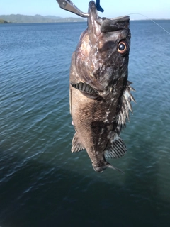 クロソイの釣果
