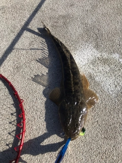 マゴチの釣果