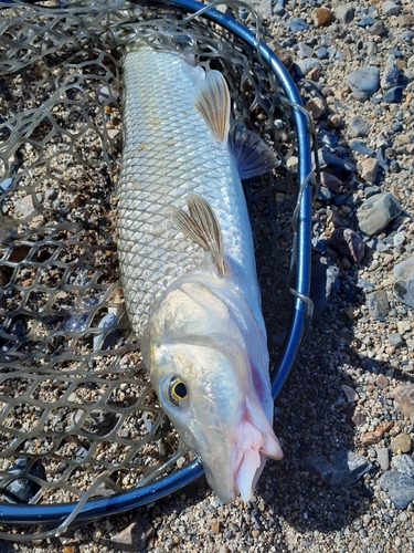 ニゴイの釣果