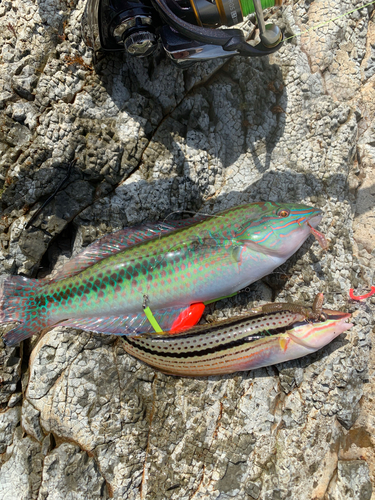 キュウセンの釣果