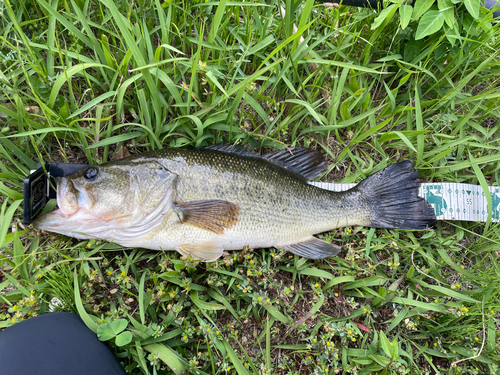 ラージマウスバスの釣果