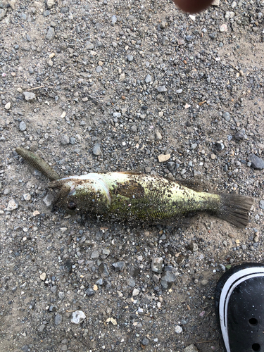 ブラックバスの釣果