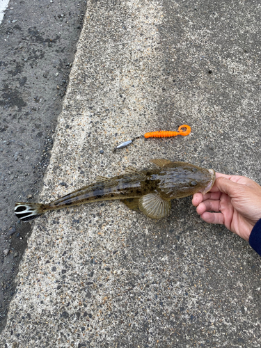 マゴチの釣果