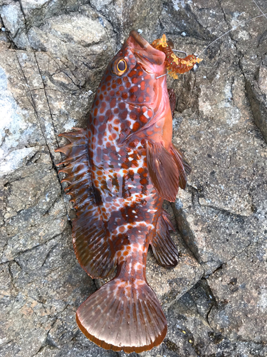 キジハタの釣果