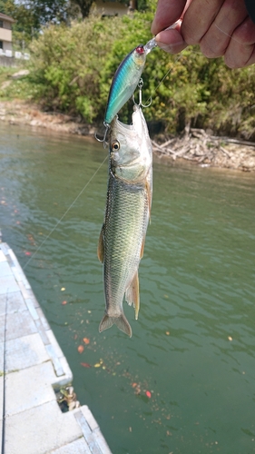 釣果