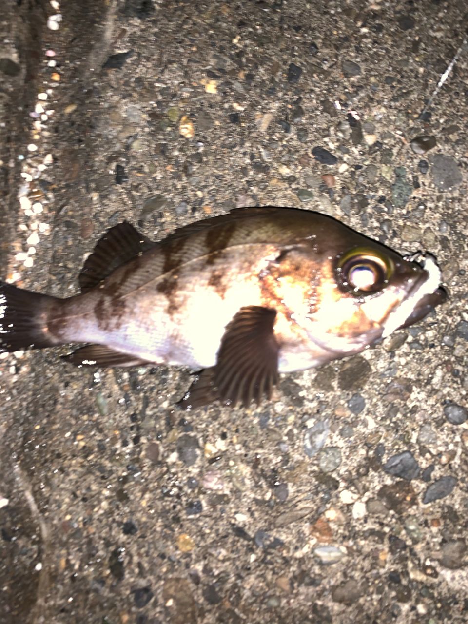 メバル