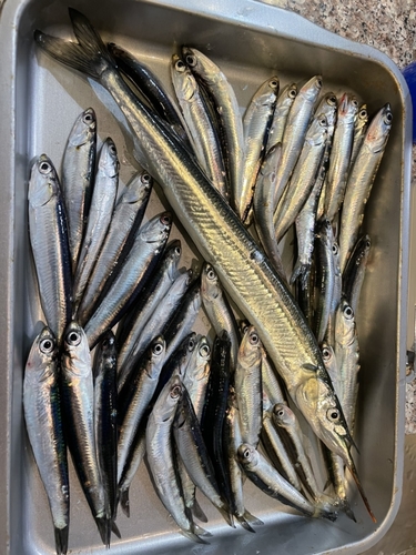 カタクチイワシの釣果