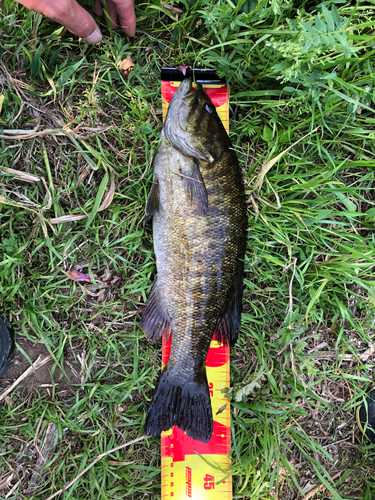 スモールマウスバスの釣果