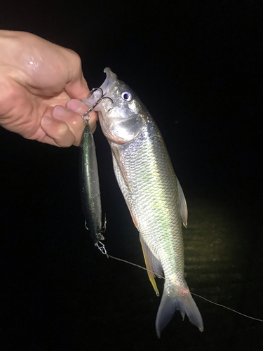 ハスの釣果