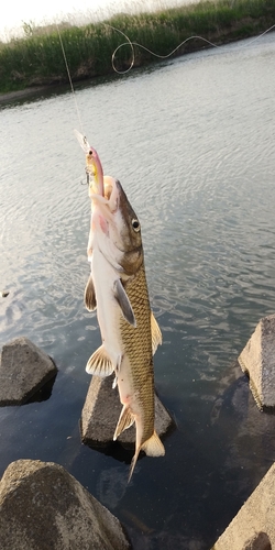 ニゴイの釣果