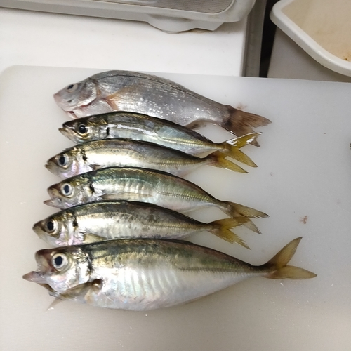 アジの釣果