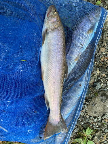 イワナの釣果