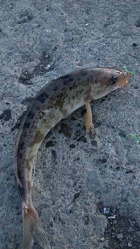 ホッケの釣果