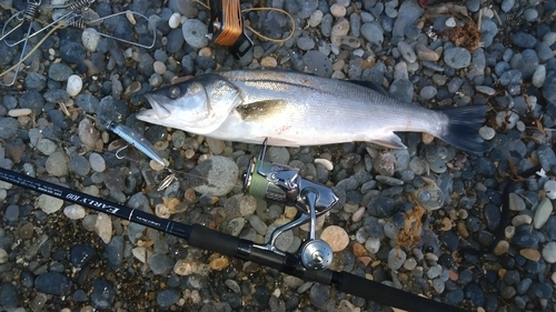 セイゴ（マルスズキ）の釣果