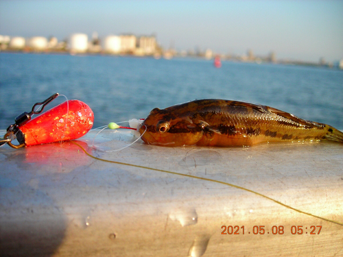 アカオビシマハゼの釣果