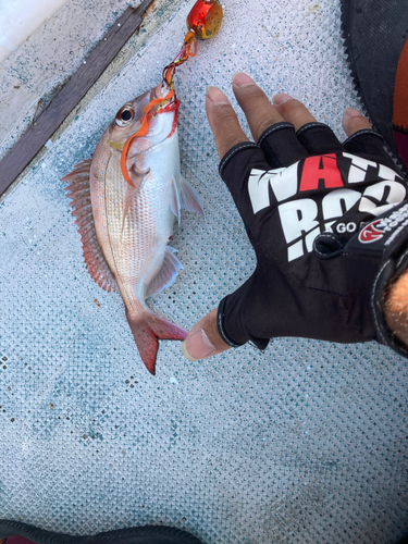 マダイの釣果