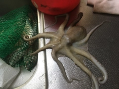 マダコの釣果