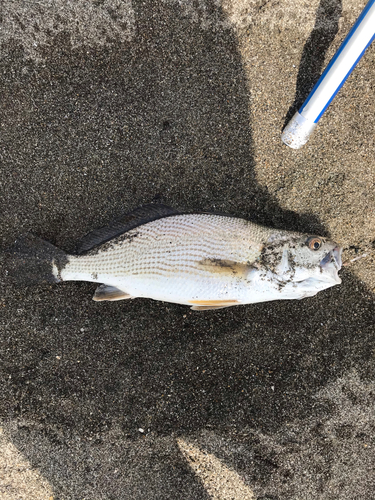 シログチの釣果