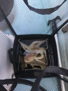 マダコの釣果