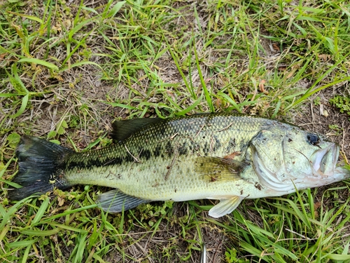 ラージマウスバスの釣果