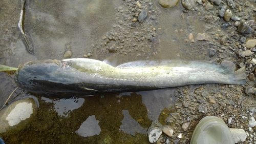 ナマズの釣果