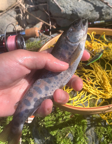 ヤマメの釣果