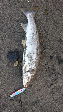 ウミアメの釣果