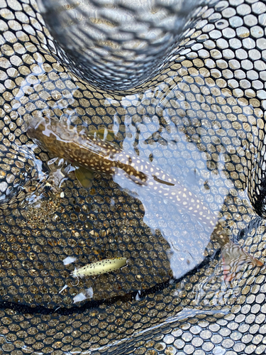 ニッコウイワナの釣果