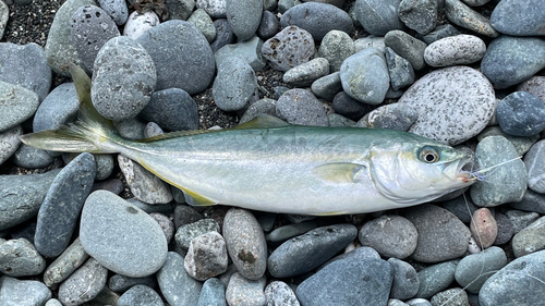 ワカシの釣果