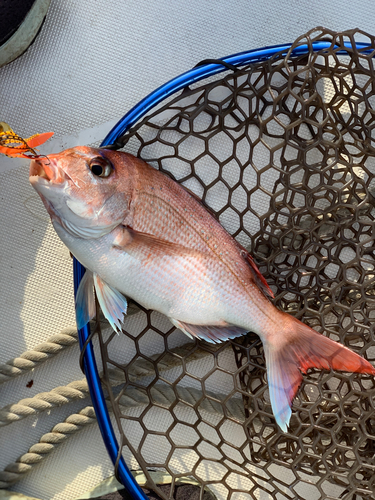 マダイの釣果