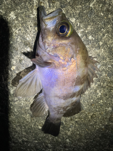 メバルの釣果