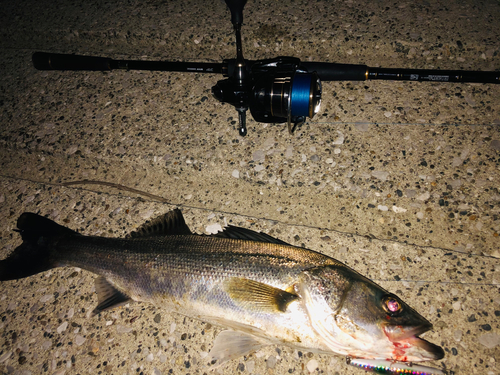 シーバスの釣果