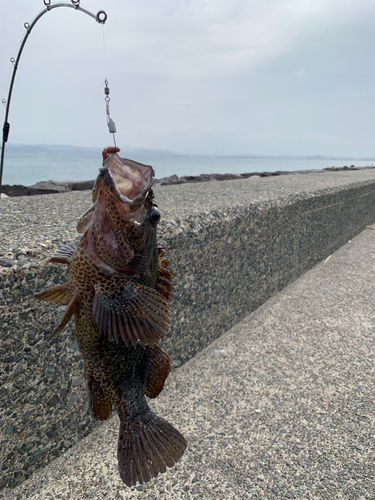 カサゴの釣果