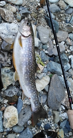 イワナの釣果