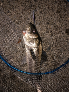 スズキの釣果