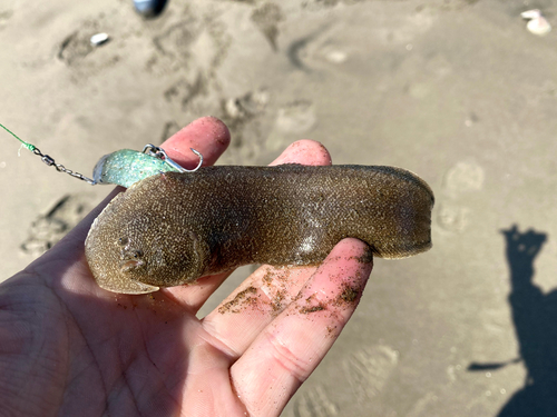 シタビラメの釣果