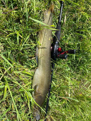 ナマズの釣果