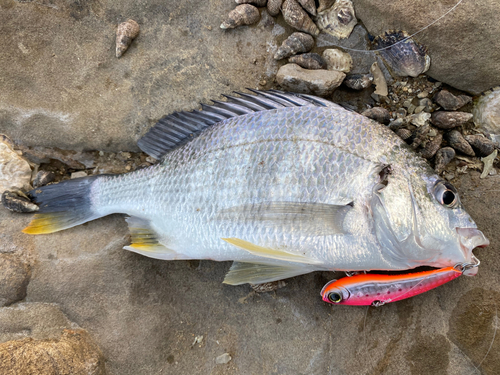 キビレの釣果