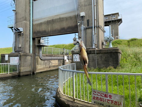 ブルーギルの釣果