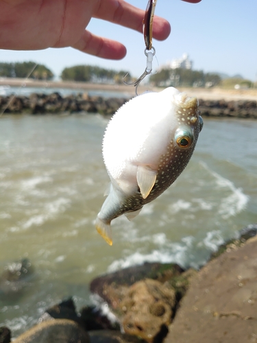 フグの釣果