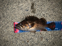 クロソイの釣果