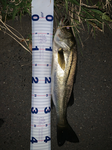 シーバスの釣果