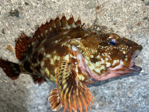 カサゴの釣果