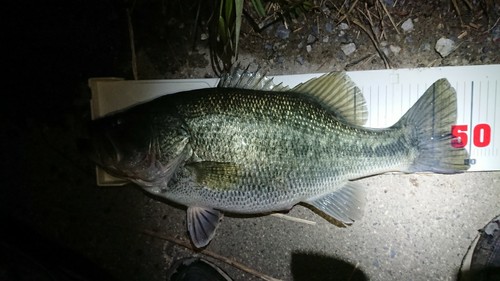 ブラックバスの釣果