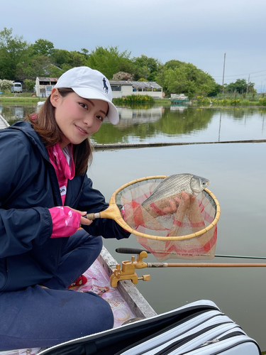 ヘラブナの釣果